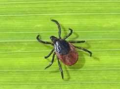 Три человека заразились астраханской риккетсиозной лихорадкой после укуса клеща