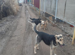 В Астрахани завелась собачья ОПГ
