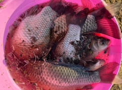 Астраханцам установили официальный запрет на ловлю воблы, плотвы и щуки