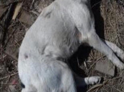 В Астрахани живодер застрелил собаку на глазах у прохожих
