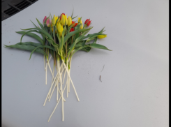 Астраханец успел убить 21 краснокнижный тюльпан, прежде чем его поймали