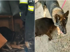 В Астрахани огнеборцы и горожане спасали собак из пожара