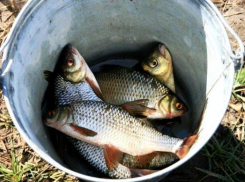 Вылов воблы в Астрахани может быть строго ограничен уже в этом году