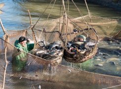 Стало известно, какую рыбу промышленники чаще всего ловили в Астрахани
