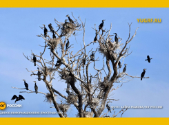 В дельте Волги нашли тайную колонию бакланов