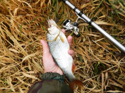 Запрет на ловлю воблы в области отклонен на федеральном уровне