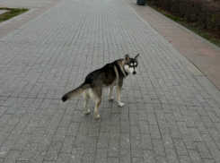 В Астрахани жертвы нападения агрессивной собаки получают угрозы от ее владельцев