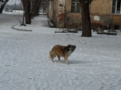 Глава СКР поручил узнать причины игнорирования стаи опасных собак в Астрахани