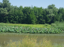 Прогноз погоды, именины, праздники в Астрахани в пятницу 28 июля