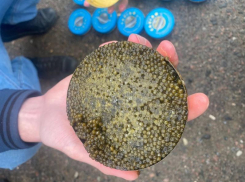 Астраханские пограничники задержали россиянина за сбыт икры незаконно пойманных осетров