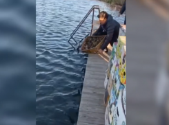 Под Астраханью остановили набитый живыми раками автобус