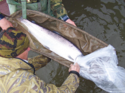 Под Астраханью в Волгу выпустили краснокнижную белорыбицу