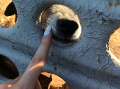 Сосед отхряпал у астраханки кусок ее земли, а самый гуманный в мире это узаконил