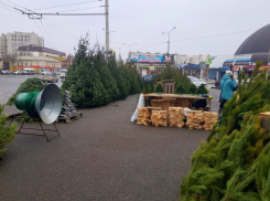 В Астрахани пресечена незаконная торговля новогодними елками