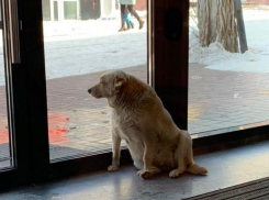 В Астрахани отравили собаку-блогера по кличке Бочка 