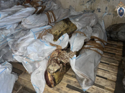 Астраханский суд вынес приговор гендиректору фирмы за попытку сбыта 117 тонн рыбы