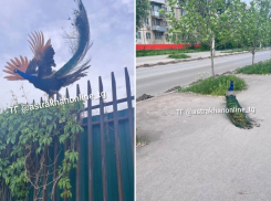 В Астрахани по улице ходил павлин с огромным хвостом