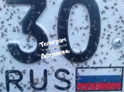 В Астрахани заметили появление первой мошки 