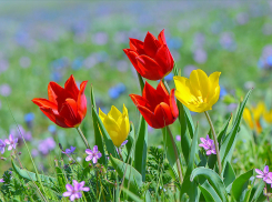 Фотография с тюльпанами обошлась астраханке в девять тысяч рублей