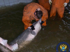 Под Астраханью проснулись огромные осетры и белуги, скоро они принесут редкое потомство