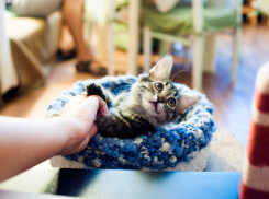 Ветсовет: что нельзя делать с собаками и кошками