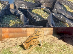 Выброшенные астраханцами новогодние деревья отправили в зоопарк