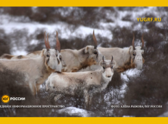 Смертельная миграция: браконьеры жестоко истребляют сайгаков под Астраханью