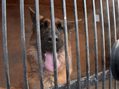 В апреле в Астрахани начнут строить пункты временного содержания безнадзорных собак 