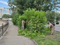 Астраханские коммунальщики освобождают дорожные знаки, утонувшие в листве