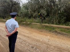 Астраханскую Тополиную рощу очистили от наркосодержащих растений