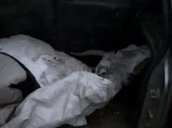 В машине астраханского пенсионера обнаружилась тушка редкого животного