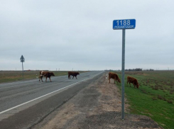 За полгода в Астраханской области на дорогах поймали сотни коров и лошадей