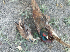 В Астраханской области охотник понесет наказание за убийство вальдшнепа