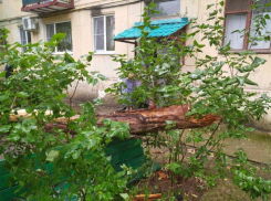 В Астраханской области пенсионерка погибла от упавшего дерева