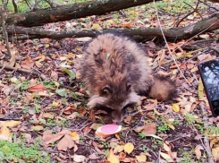 В Наримановском районе Астраханской области нашли раненую енотовидную собаку