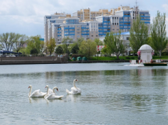 На астраханское Лебединое озеро вернулись законные обитатели