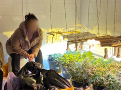 Астраханка купила семена запрещенного растения и открыла наркоферму