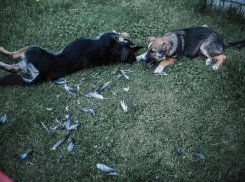 На астраханском кладбище собаки раскапывают могилы