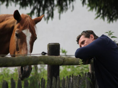 Соцсети: в Астрахани мужчина пытался заняться сексом с конем