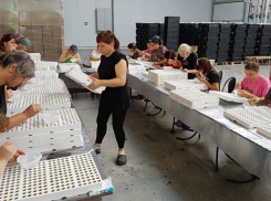 В Астраханской области снова начнут выращивать томаты для крупной российской сети	