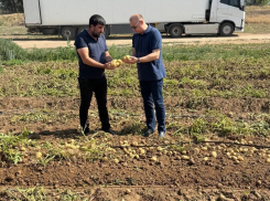 В Астраханской области начали уборку раннего картофеля