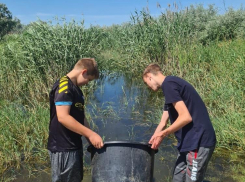 В Астраханской области начали собирать отряды для спасения рыбной молоди 