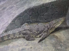 Переживший пожар в кинотеатре «Октябрь» крокодил вернулся в Астрахань