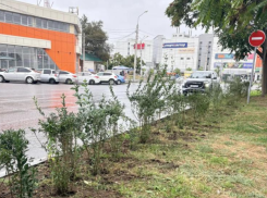 Осенью в Астрахани планируют высадить полторы тысячи кустарников