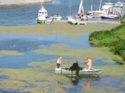Цветем и пахнем: из астраханских каналов удалили пять тонн водорослей