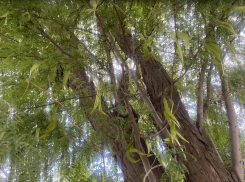 Прогноз погоды, именины, праздники в Астрахани в четверг 29 июня