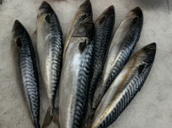 В Астрахани устроят большую ярмарку овощей, бахчевых и рыбы