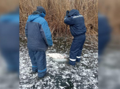 В Астрахани из ерика Солянка достали тело женщины