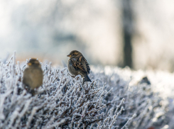 В среду в Астрахани будет пасмурно: прогноз на 14 декабря