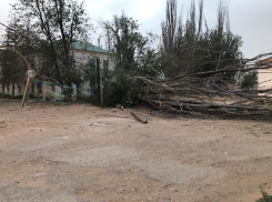 Во время бури на 10-летнюю астраханку упало дерево